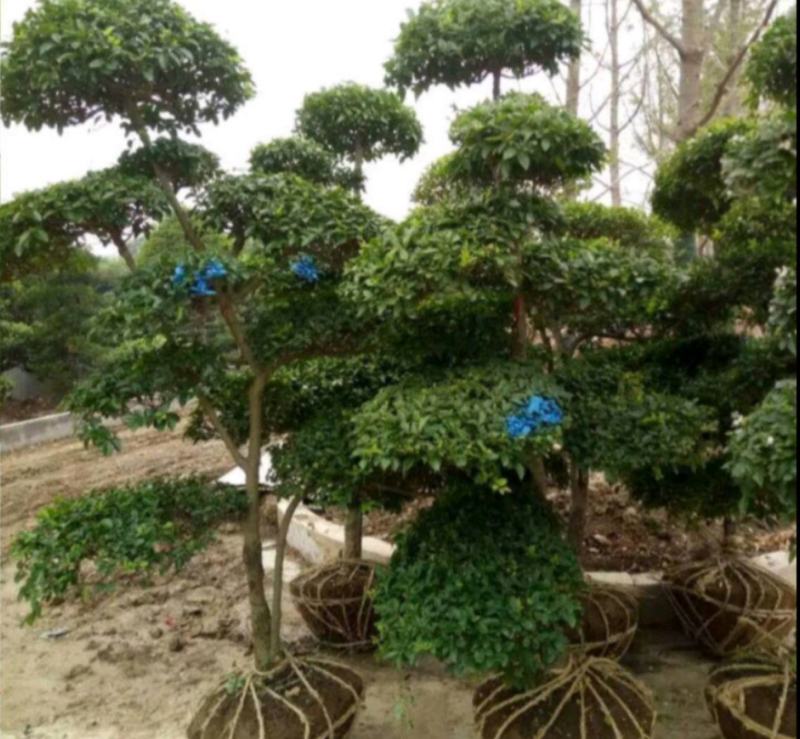 小叶女贞桩景