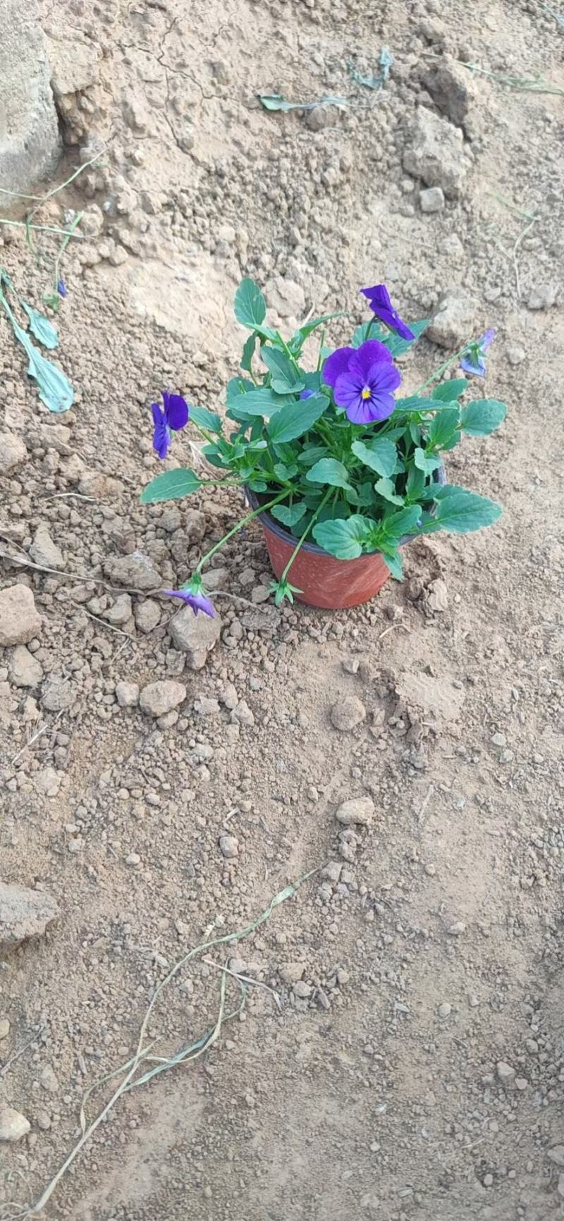 角堇，角堇批发角堇大量供应基地直销大量有货