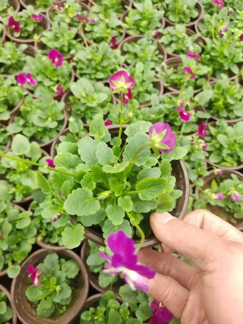 角堇，角堇批发角堇大量供应基地直销大量有货