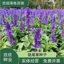 蓝花鼠尾草花种子春秋播种多年生宿根花种庭院阳台盆栽花籽