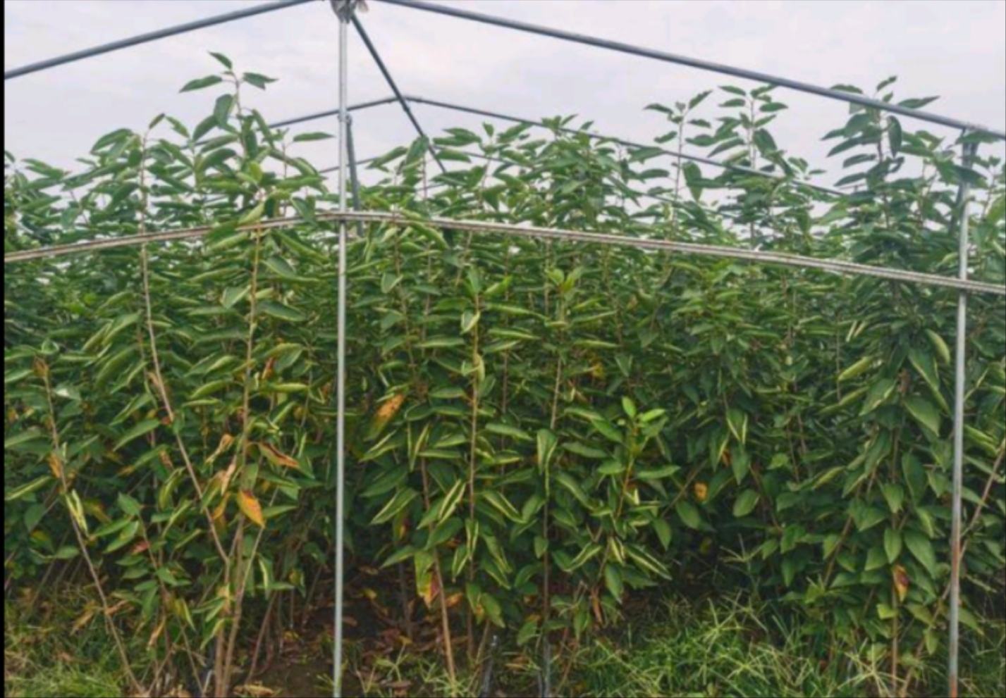 图示展示了采收后的大棚樱桃树,正在施用月子肥并进行枝条修剪 大棚樱桃采收后树体恢复管理