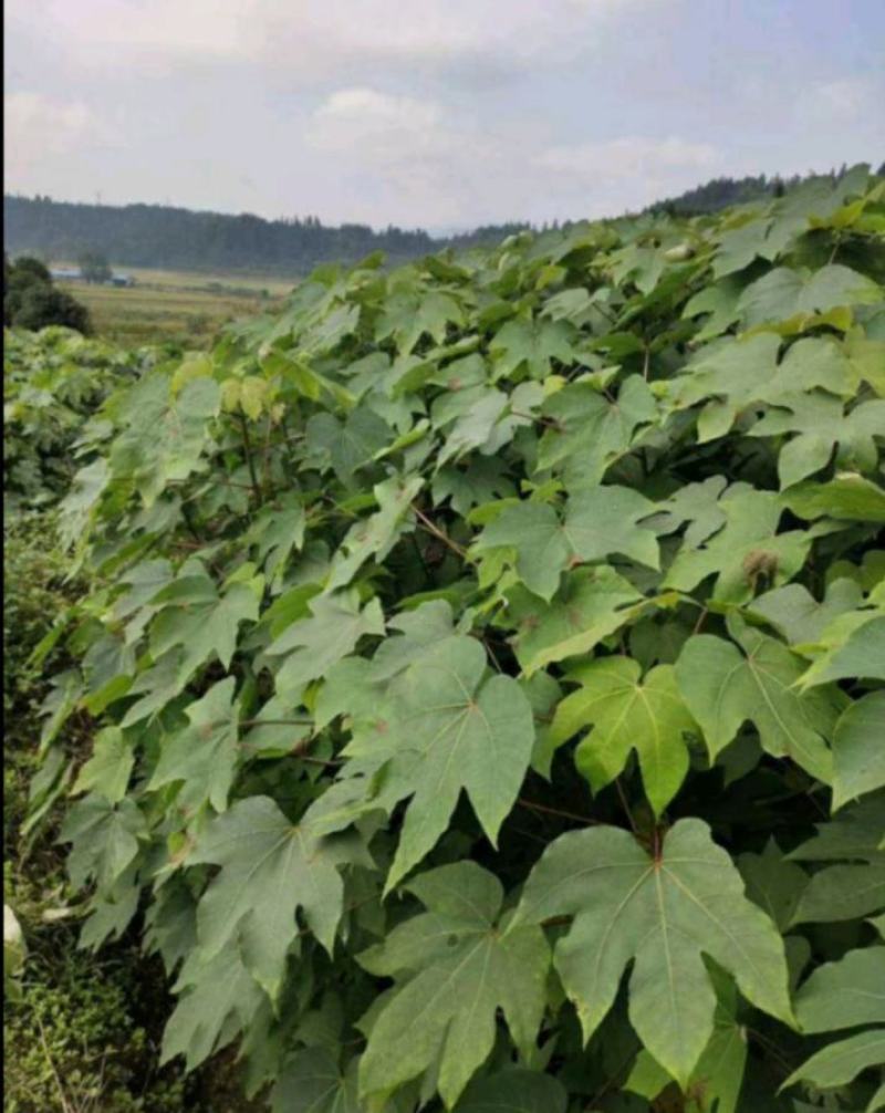 油桐
