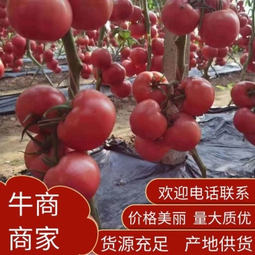 山东精品硬粉西红柿，商场，超市，电商，欢迎咨询