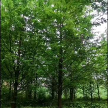 水杉苗