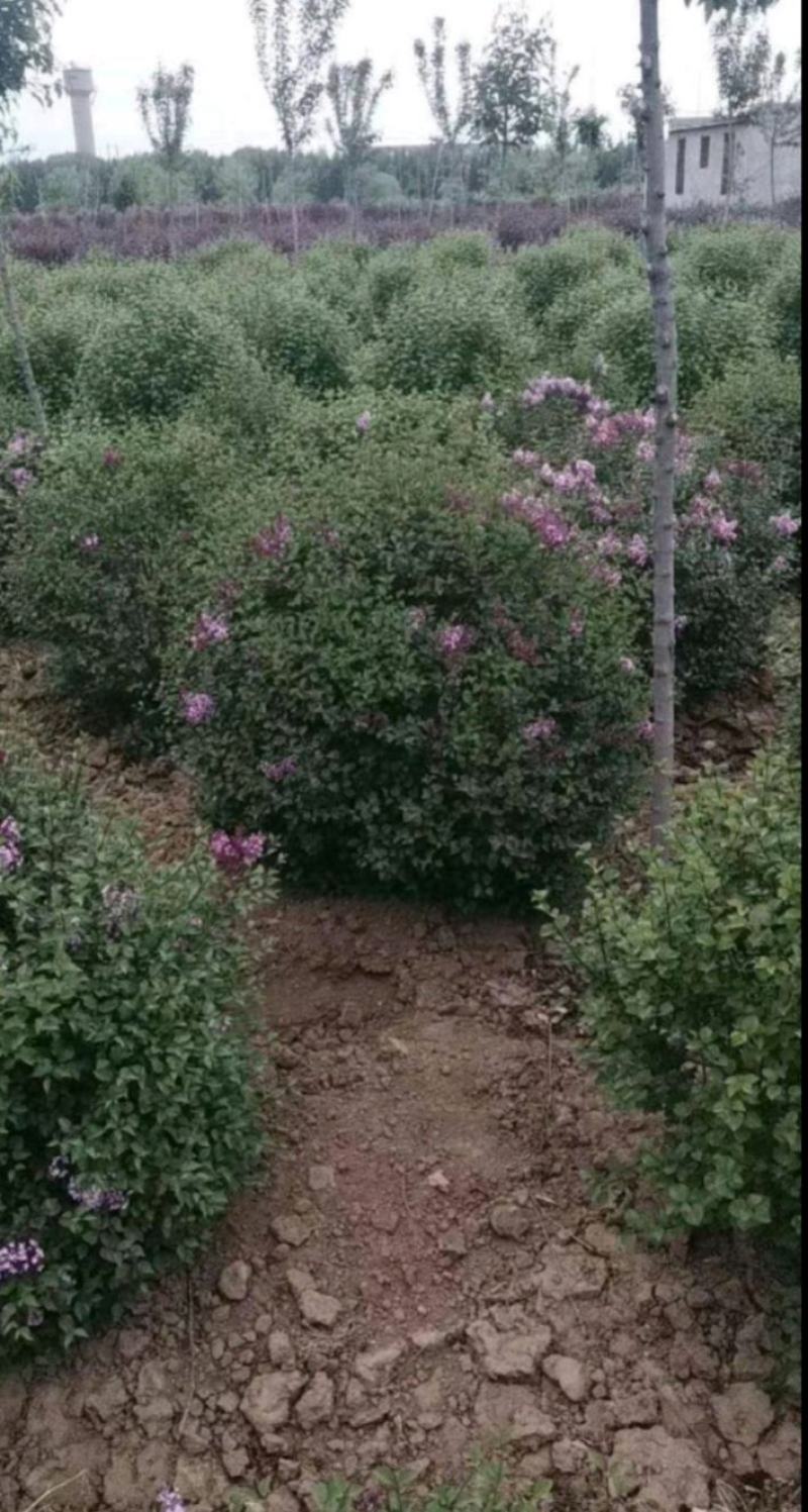 四季丁香苗
