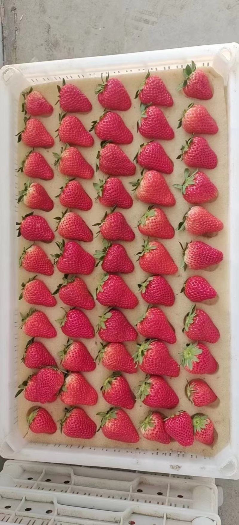 久久草莓