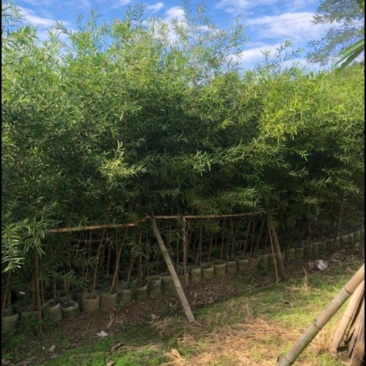 台湾相思苗