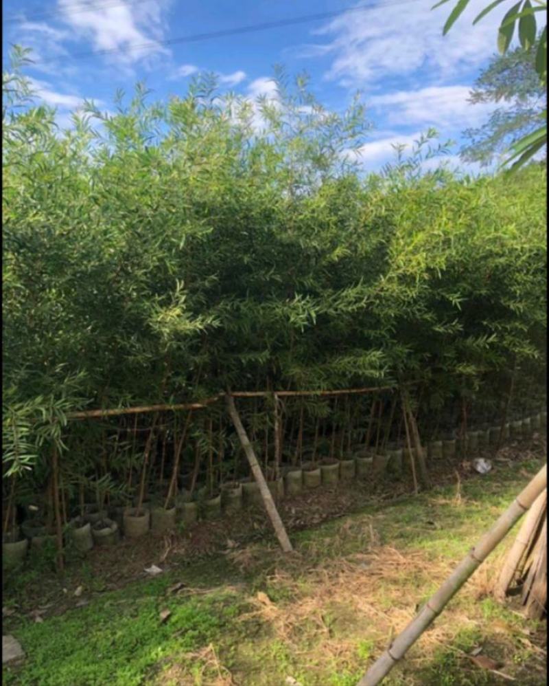 台湾相思苗