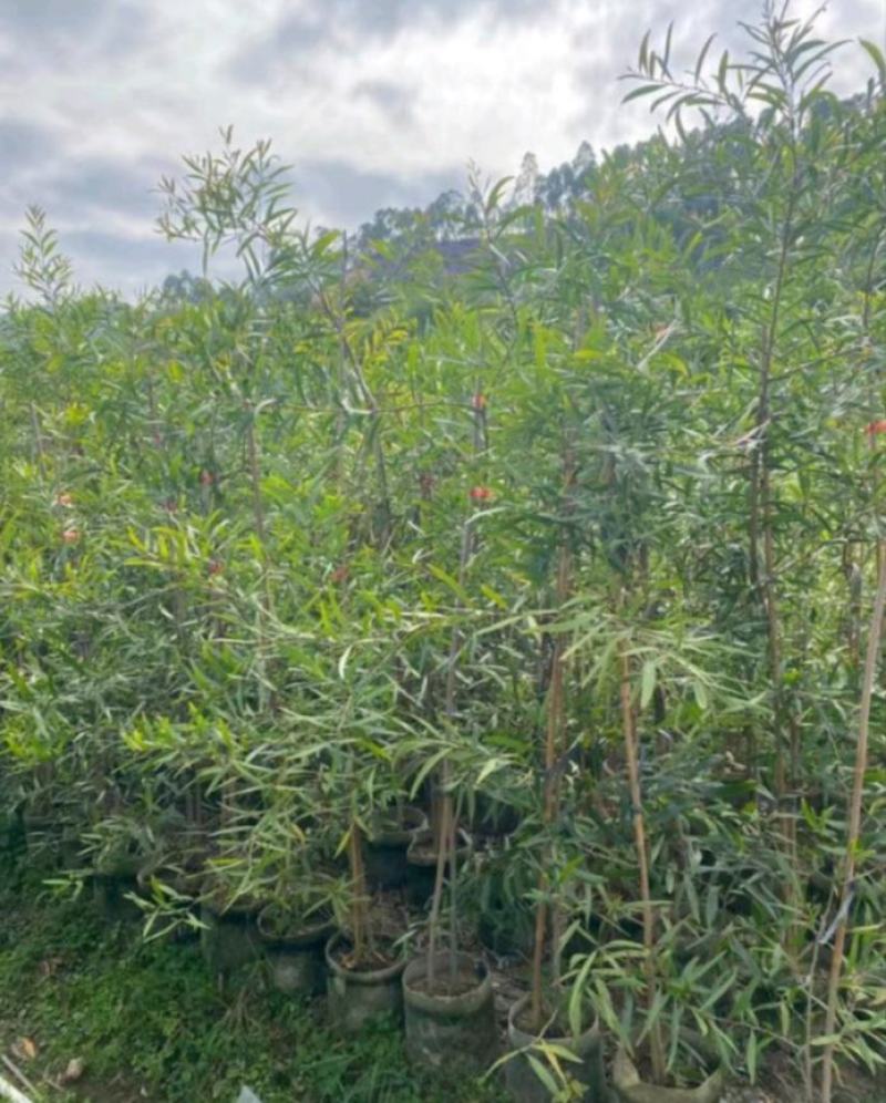 台湾相思苗