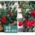 玫瑰花种子四季开花易活花种籽子室内盆栽室外庭院绿植物鲜花