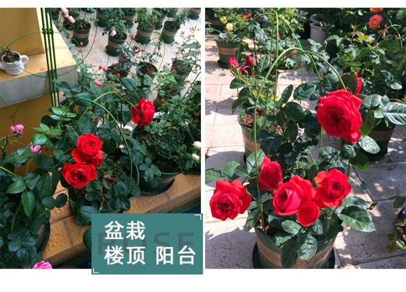 玫瑰花种子四季开花易活花种籽子室内盆栽室外庭院绿植物鲜花
