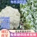 有机菜花苗青梗松花菜苗散花小米粒菜花种苗供应