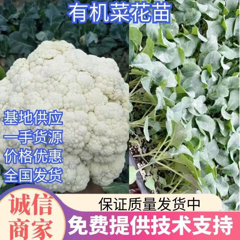 有机菜花苗青梗松花菜苗散花小米粒菜花种苗供应