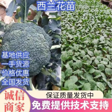 西兰花苗耐热炎秀耐寒优秀新秀品种种子种苗供应