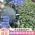 西兰花苗耐热炎秀耐寒优秀新秀品种种子种苗供应