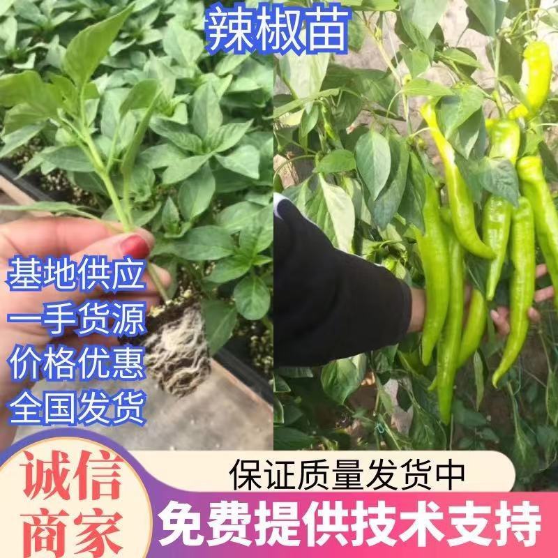 进口黄绿皮大果羊角椒尖椒苗天诺贝宁苗厂直供