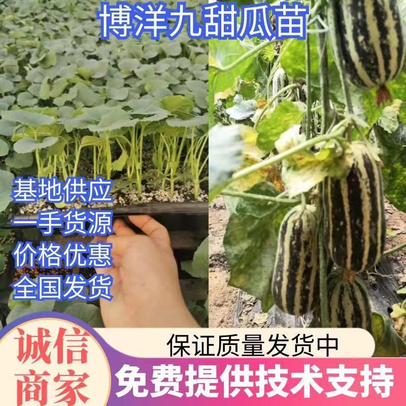 博洋九甜瓜苗甜度高花皮脆甜品种直播嫁接苗
