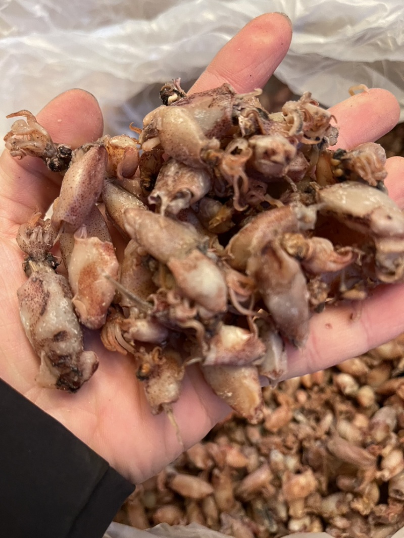 海兔小海兔笔管鱼地摊经济