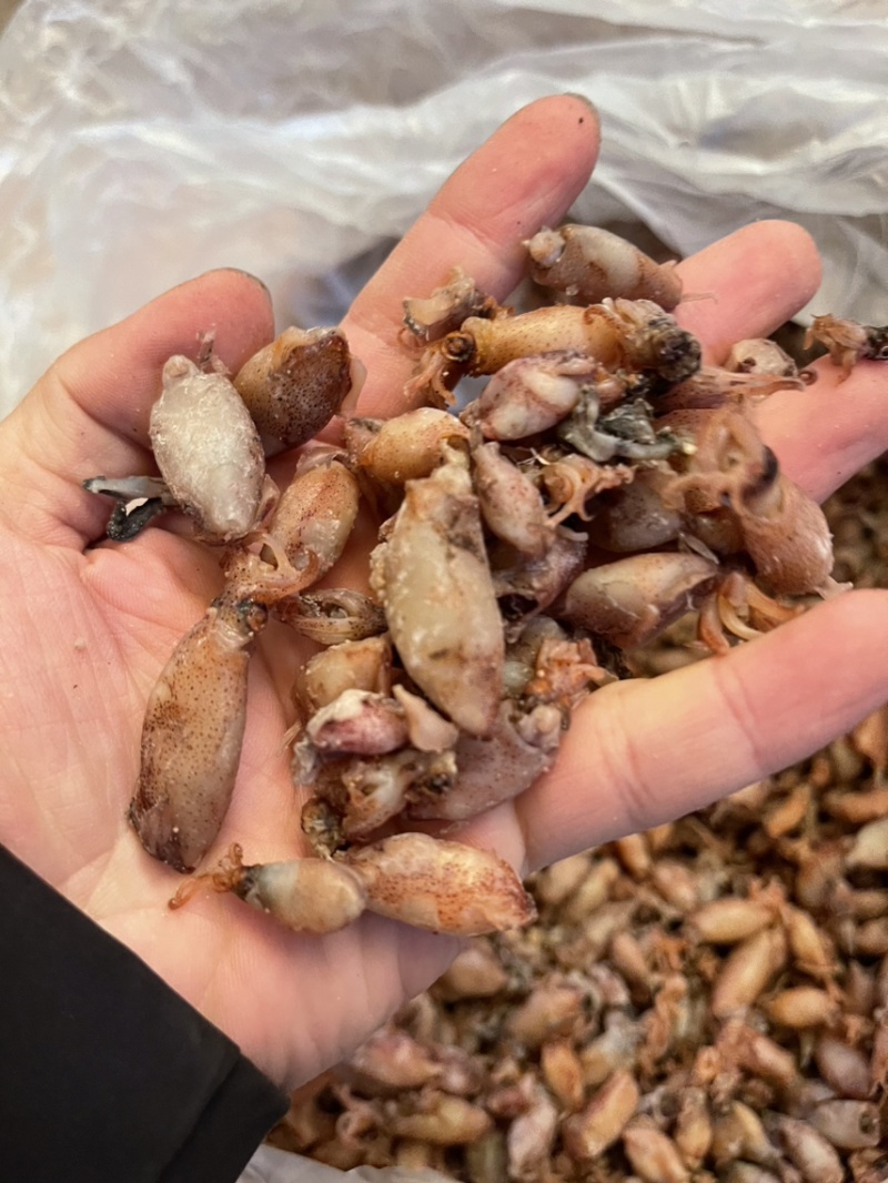海兔小海兔笔管鱼地摊经济