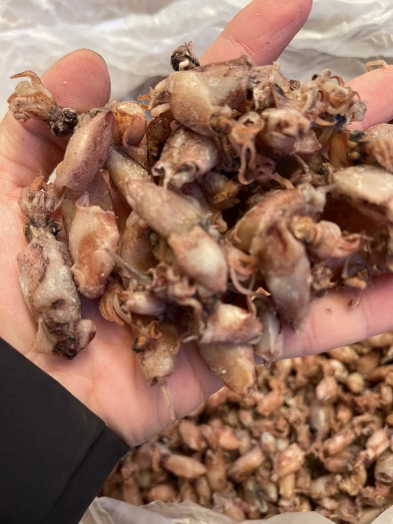海兔小海兔笔管鱼地摊经济