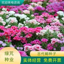 古代稀种子别春花高代花花籽阳台盆栽室外庭院春秋开花四季花