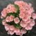 古代稀种子别春花高代花花籽阳台盆栽室外庭院春秋开花四季花