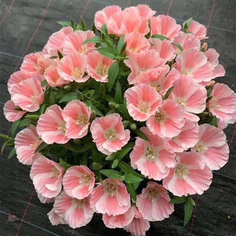 古代稀种子别春花高代花花籽阳台盆栽室外庭院春秋开花四季花
