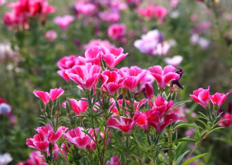 古代稀种子别春花高代花花籽阳台盆栽室外庭院春秋开花四季花