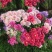 古代稀种子别春花高代花花籽阳台盆栽室外庭院春秋开花四季花