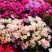 古代稀种子别春花高代花花籽阳台盆栽室外庭院春秋开花四季花