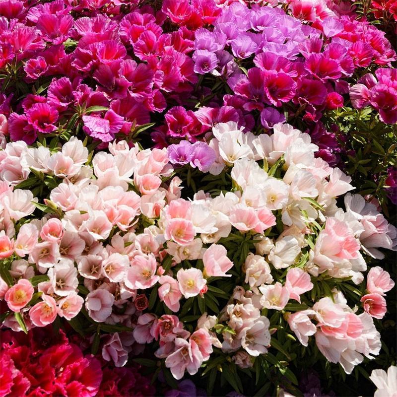 古代稀种子别春花高代花花籽阳台盆栽室外庭院春秋开花四季花