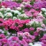 古代稀种子别春花高代花花籽阳台盆栽室外庭院春秋开花四季花