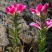 古代稀种子别春花高代花花籽阳台盆栽室外庭院春秋开花四季花