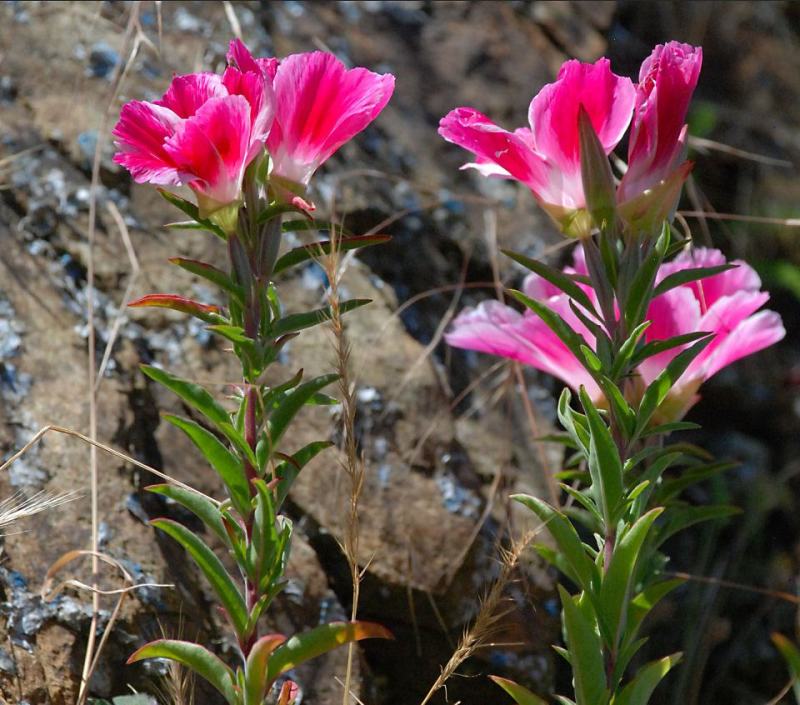 古代稀种子别春花高代花花籽阳台盆栽室外庭院春秋开花四季花