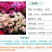 古代稀种子别春花高代花花籽阳台盆栽室外庭院春秋开花四季花