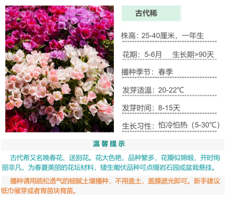 古代稀种子别春花高代花花籽阳台盆栽室外庭院春秋开花四季花