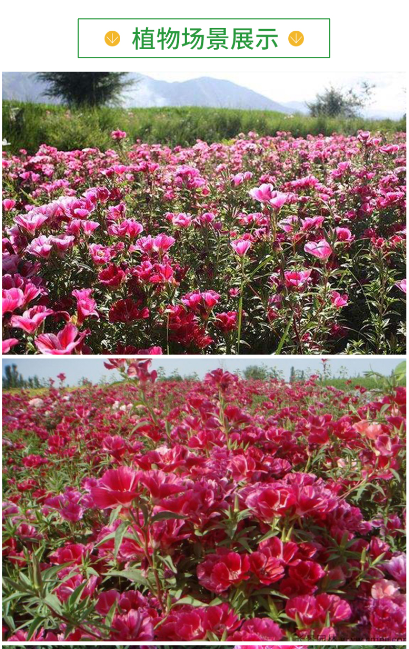 古代稀种子别春花高代花花籽阳台盆栽室外庭院春秋开花四季花