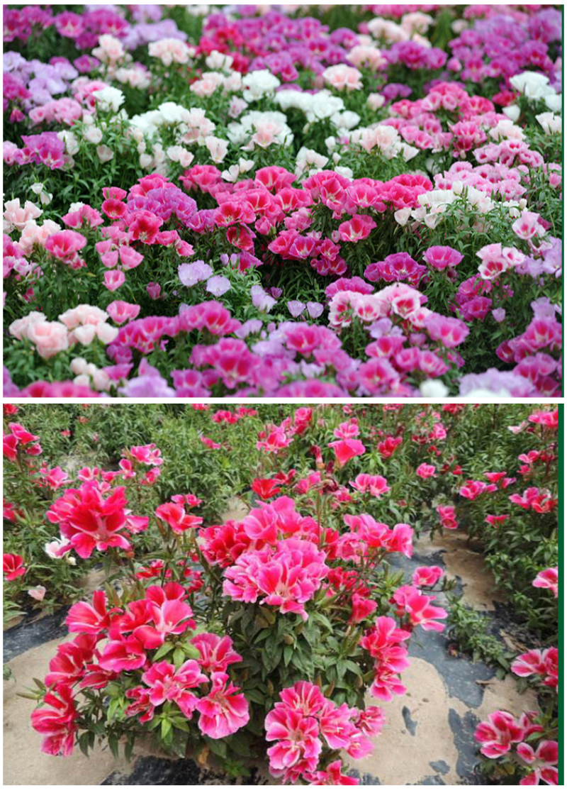 古代稀种子别春花高代花花籽阳台盆栽室外庭院春秋开花四季花