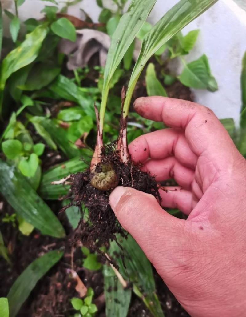 冰球子苗新型农业中药材种植威宁中药材