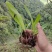 冰球子苗新型农业中药材种植威宁中药材