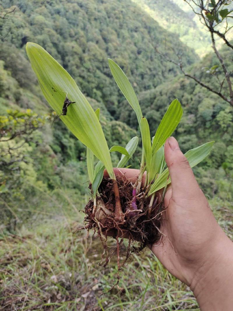 冰球子苗新型农业中药材种植威宁中药材