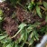 冰球子苗新型农业中药材种植威宁中药材