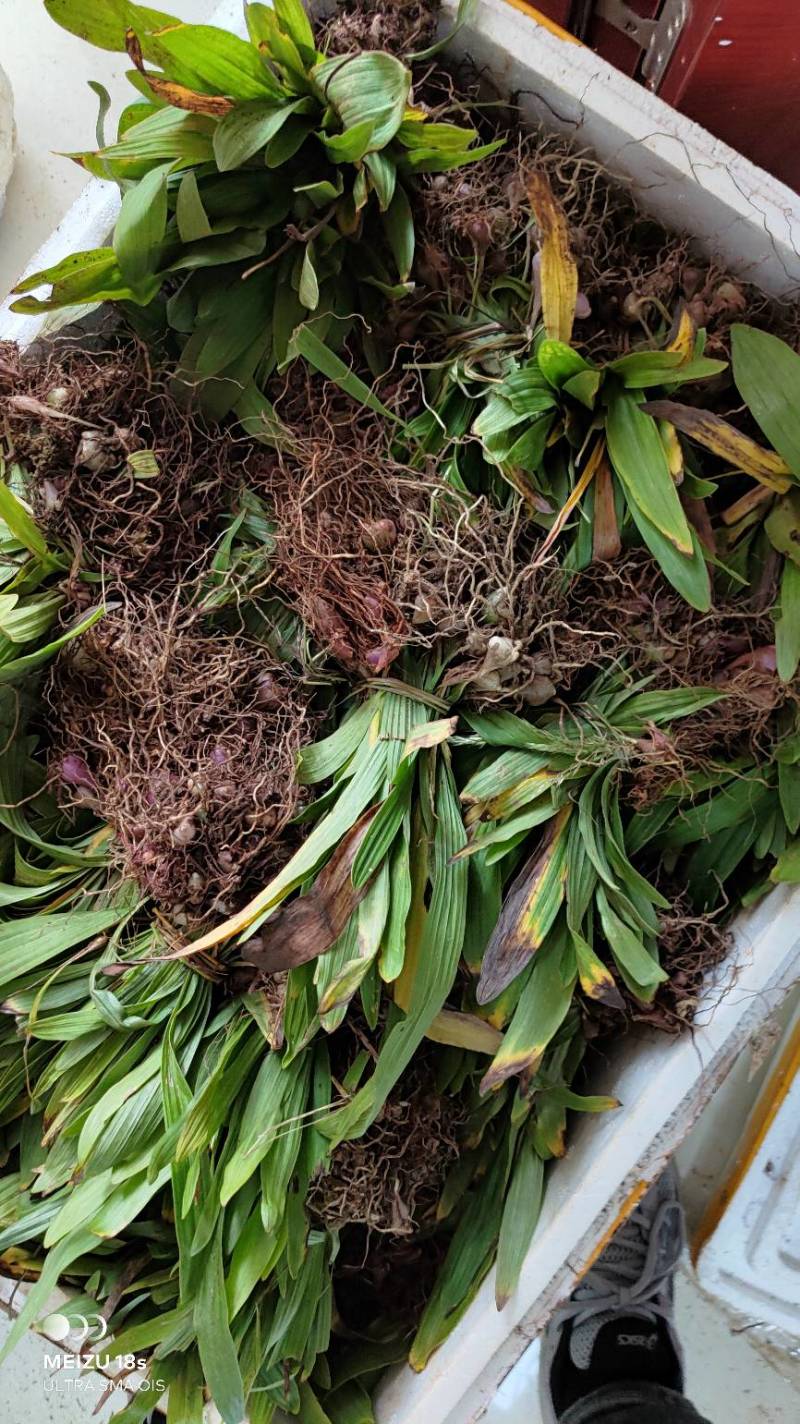 冰球子苗新型农业中药材种植威宁中药材