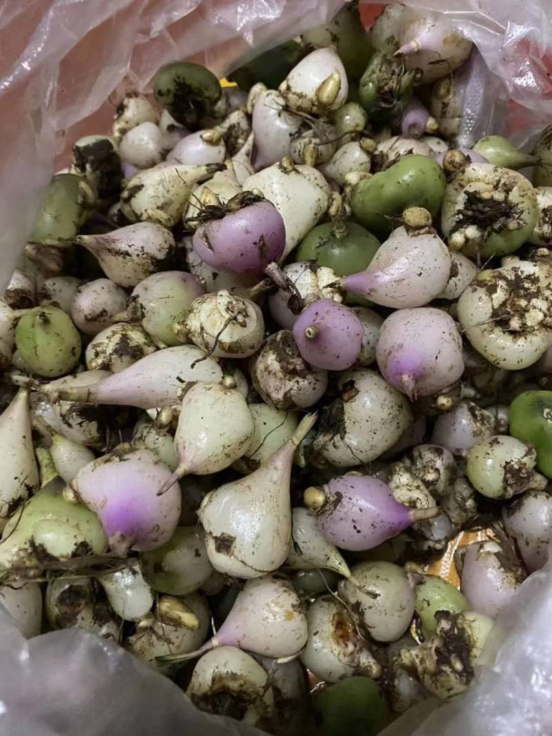 冰球子苗新型农业中药材种植威宁中药材