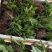 冰球子苗新型农业中药材种植威宁中药材