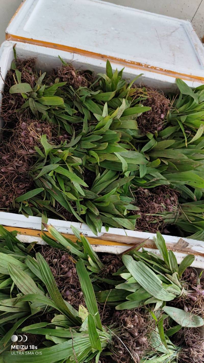 冰球子苗新型农业中药材种植威宁中药材