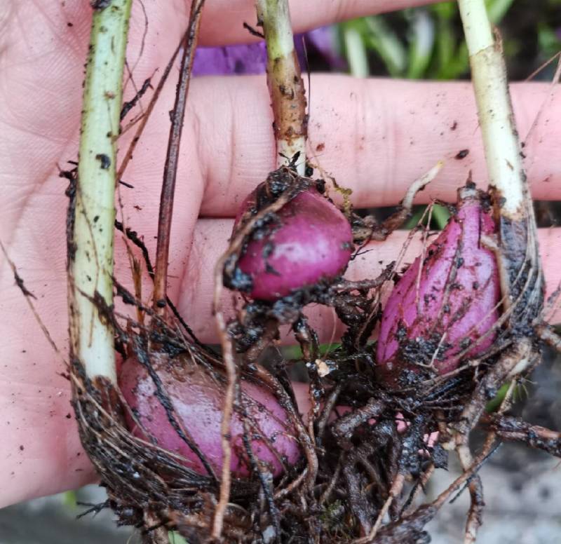 冰球子苗新型农业中药材种植威宁中药材