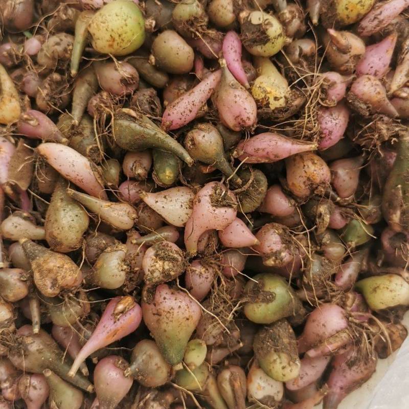 冰球子苗新型农业中药材种植威宁中药材
