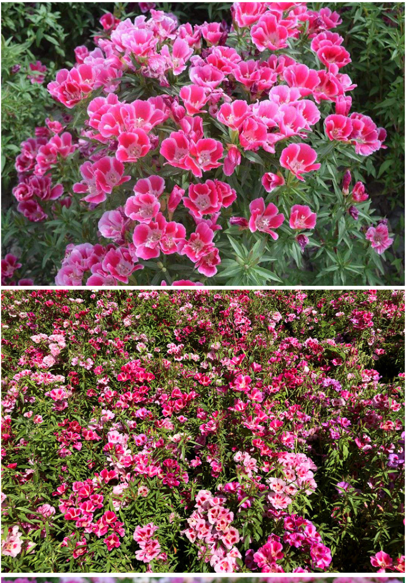 古代稀种子别春花高代花花籽阳台盆栽室外庭院春秋开花四季花