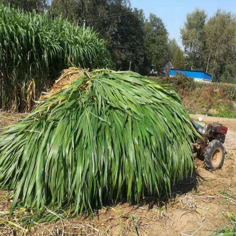 甜高粱种籽喂羊的饲料草畜牧多年生牧草种子饲用大力士甜高粱